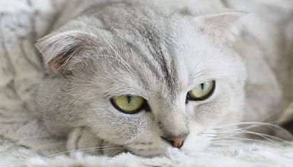 乐鱼体育下载-世界柔道锦标赛中国女将勇摘铜牌，世界柔道锦标赛奖牌榜