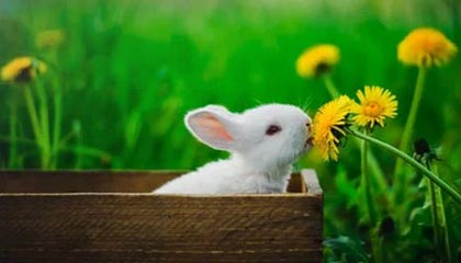 乐鱼体育下载-世界柔道锦标赛中国女将勇摘铜牌，世界柔道锦标赛奖牌榜